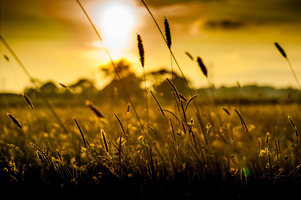 Devon countryside landscape at dusk