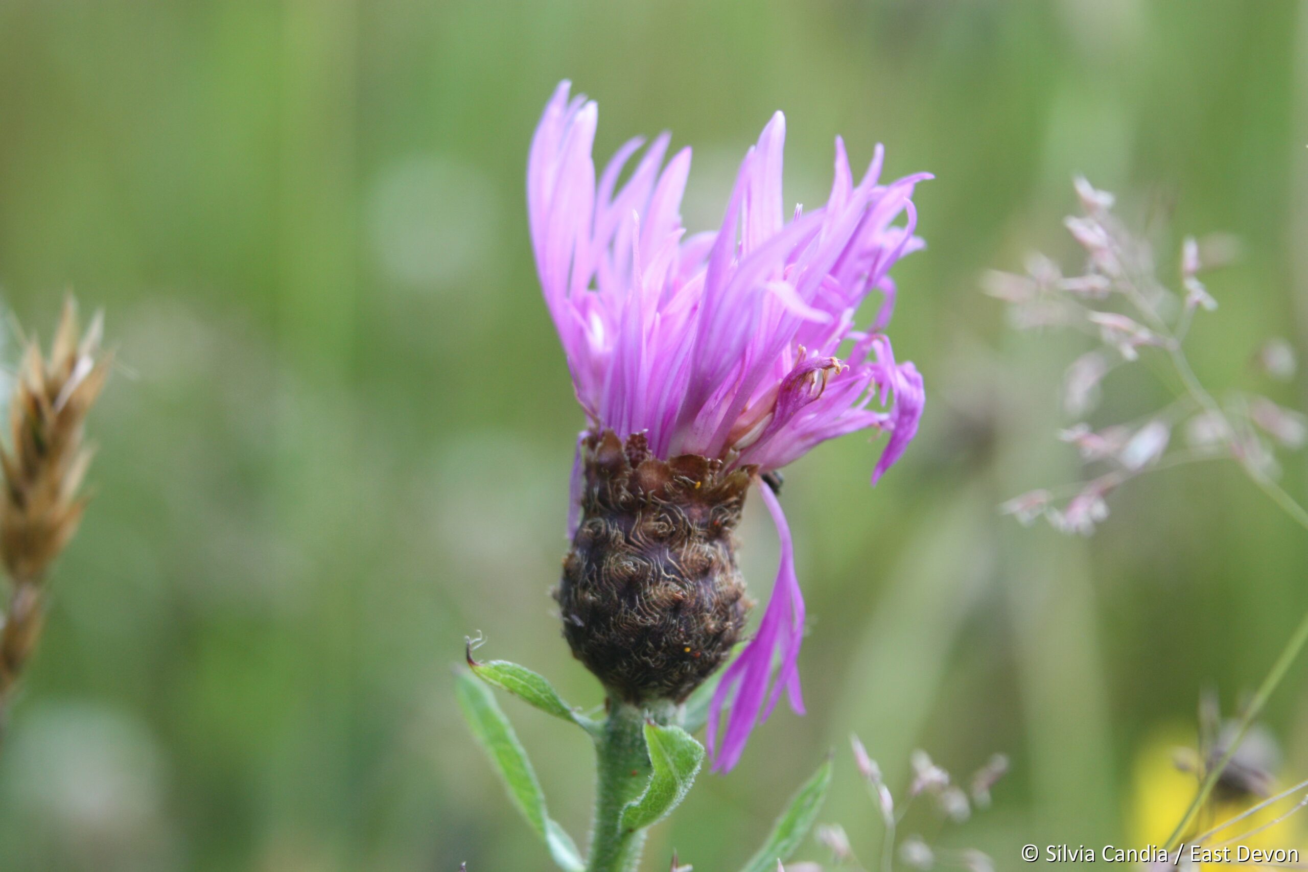 Knapweed flowers in a wildflower meadow